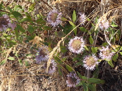 Monardella hypoleuca hypoleuca