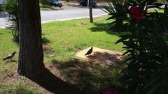 Columba livia domestica
