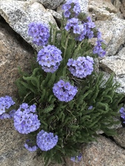 Polemonium eximium