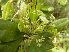 Pimenta dioica