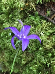 Campanula aurita