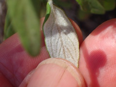 Monardella hypoleuca hypoleuca