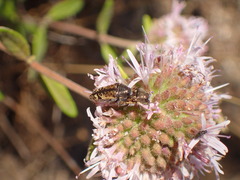 Monardella hypoleuca hypoleuca
