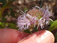 Monardella hypoleuca hypoleuca