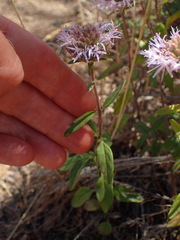 Monardella hypoleuca hypoleuca