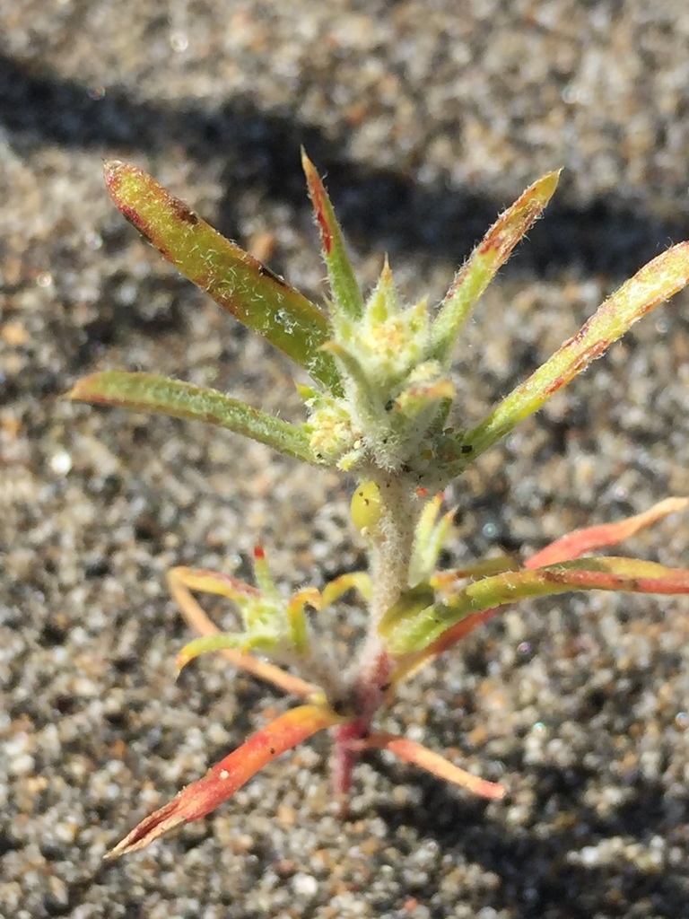 Okhotian Bugseed