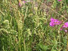 Rumex hastatulus