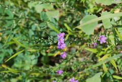 Lythrum californicum