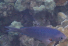Chromis ovalis