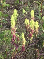 Castilleja pallida yukonis