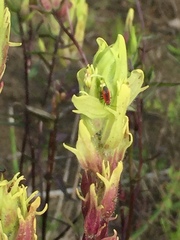 Castilleja pallida yukonis