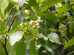 Nectandra