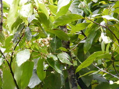 Nectandra