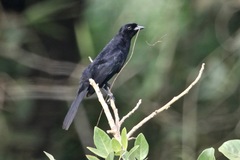 Lampropsar tanagrinus