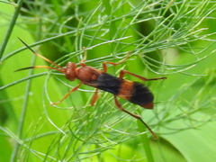 Trogomorpha arrogans