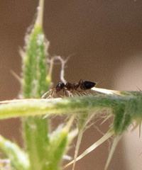 Crematogaster coarctata