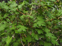 Ribes pinetorum