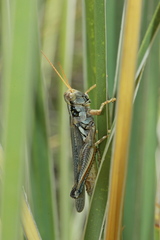 Melanoplus bowditchi