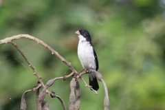 Sporophila leucoptera