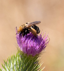 Svastra obliqua expurgata