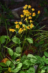 Packera pseudaurea