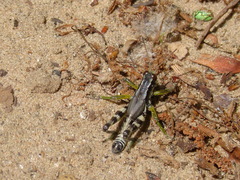 Melanoplus viridipes