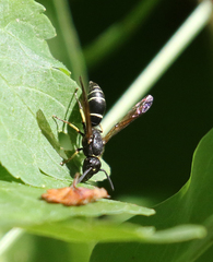 Ancistrocerus albolacteus