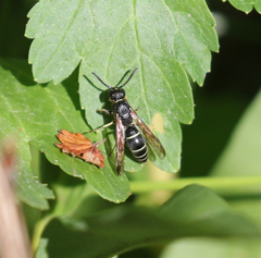 Ancistrocerus albolacteus