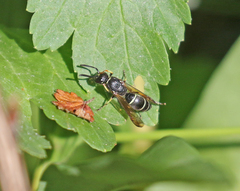 Ancistrocerus albolacteus