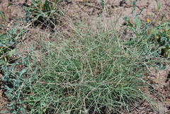 Schedonnardus paniculatus