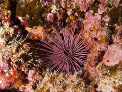 Echinostrephus aciculatus