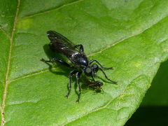 Laphria canis