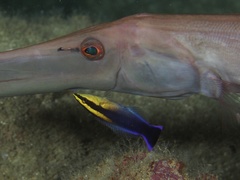 Labroides phthirophagus