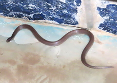 Tantilla calamarina