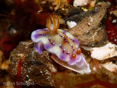 Hypselodoris krakatoa