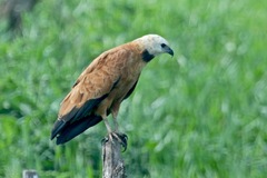 Busarellus nigricollis