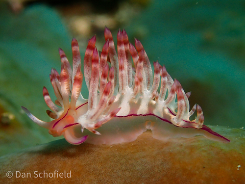 Coryphellina flamma