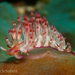Coryphellina flamma