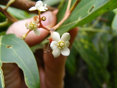 Nectandra