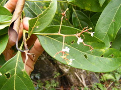Nectandra