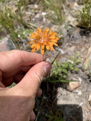Agoseris aurantiaca
