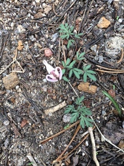 Dicentra uniflora