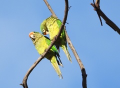 Eupsittula canicularis