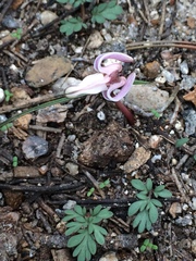 Dicentra uniflora