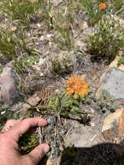 Agoseris aurantiaca