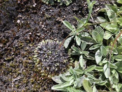 Riccia collata
