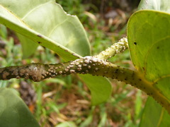 Piper verrucosum