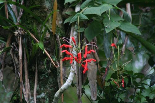 Sinningia cooperi