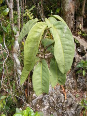 Piper verrucosum