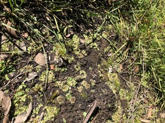 Riccia collata
